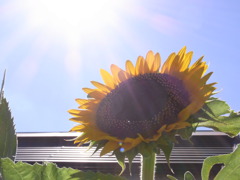 夏の陽を浴びて