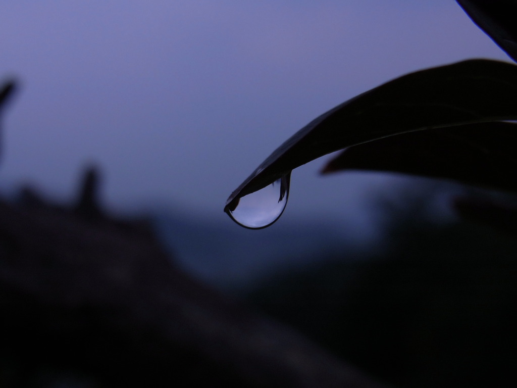 早朝の雫