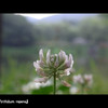 trifolium repens