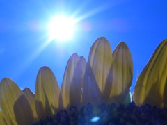 太陽と向日葵