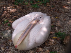 省エネモード