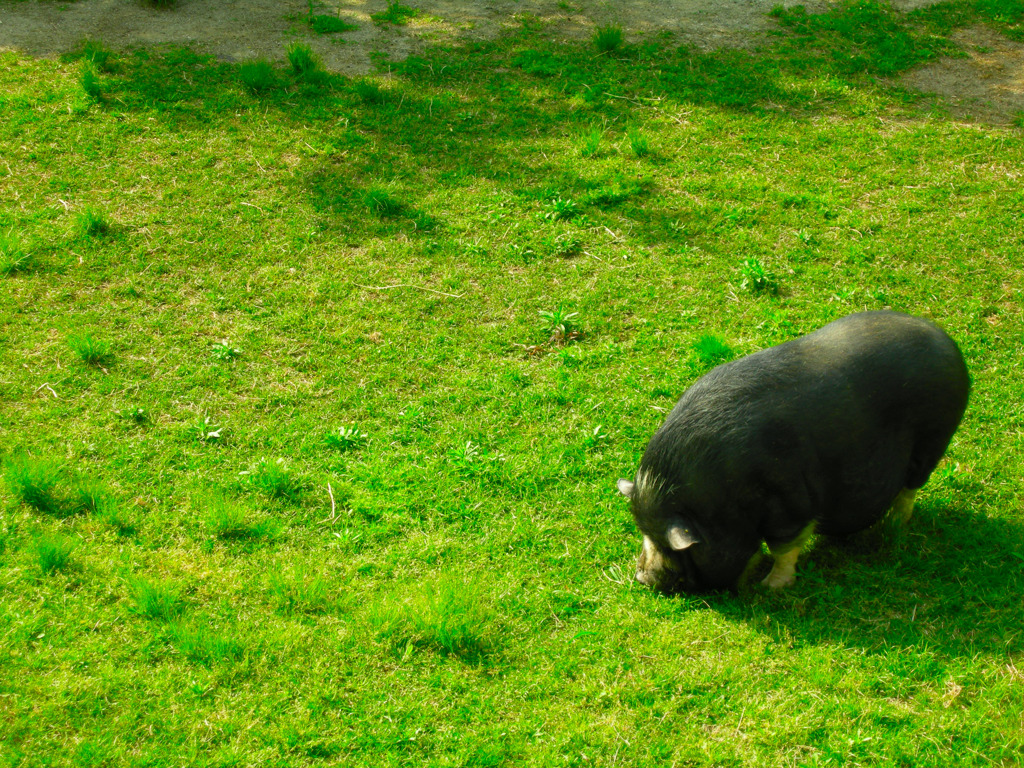 Mr.piglet