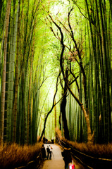 竹寿林