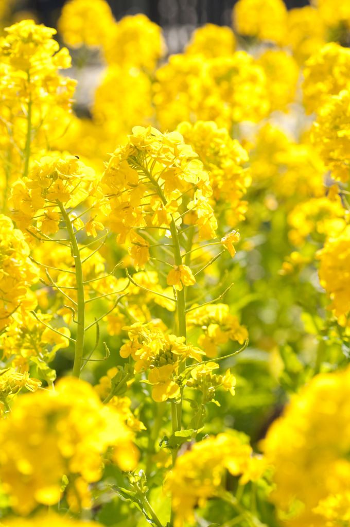 陽光の花畑