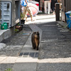 ついてくんな