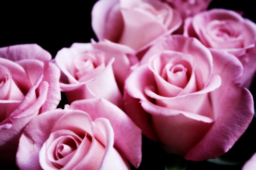 薔薇