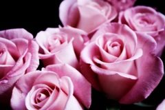 薔薇