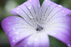雨つぶ