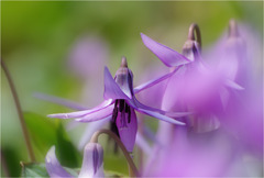 カタクリの花