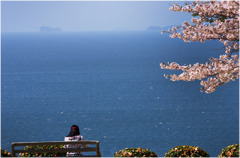 海と桜