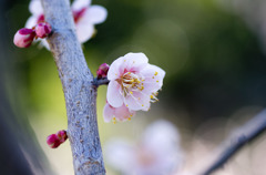 梅の花