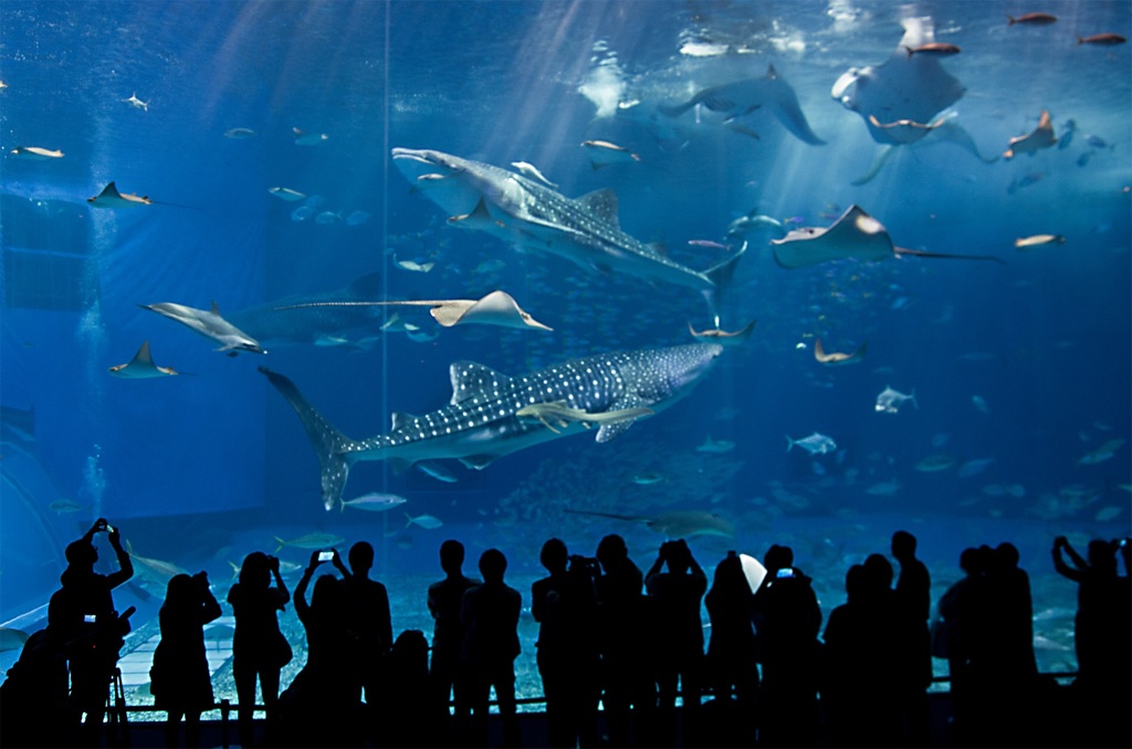 美ら海水族館