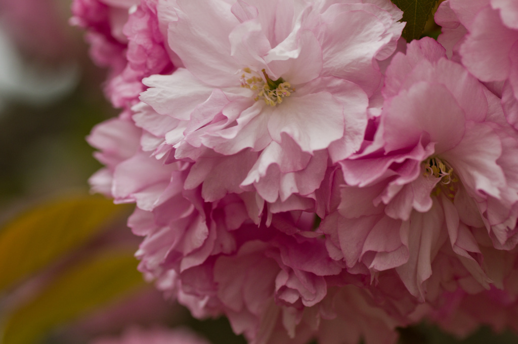 八重桜