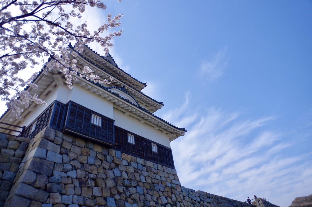 丸亀城と桜