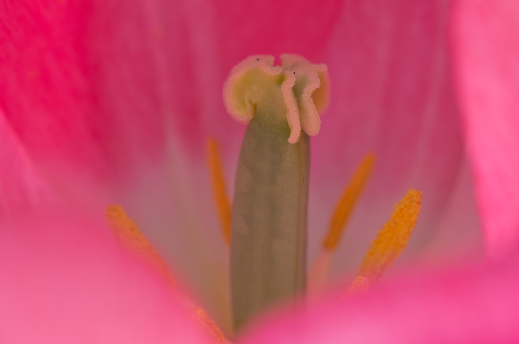シベ
