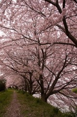 桜道
