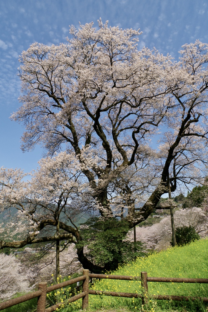 ひょうたん桜