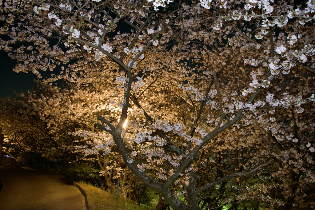 夜桜