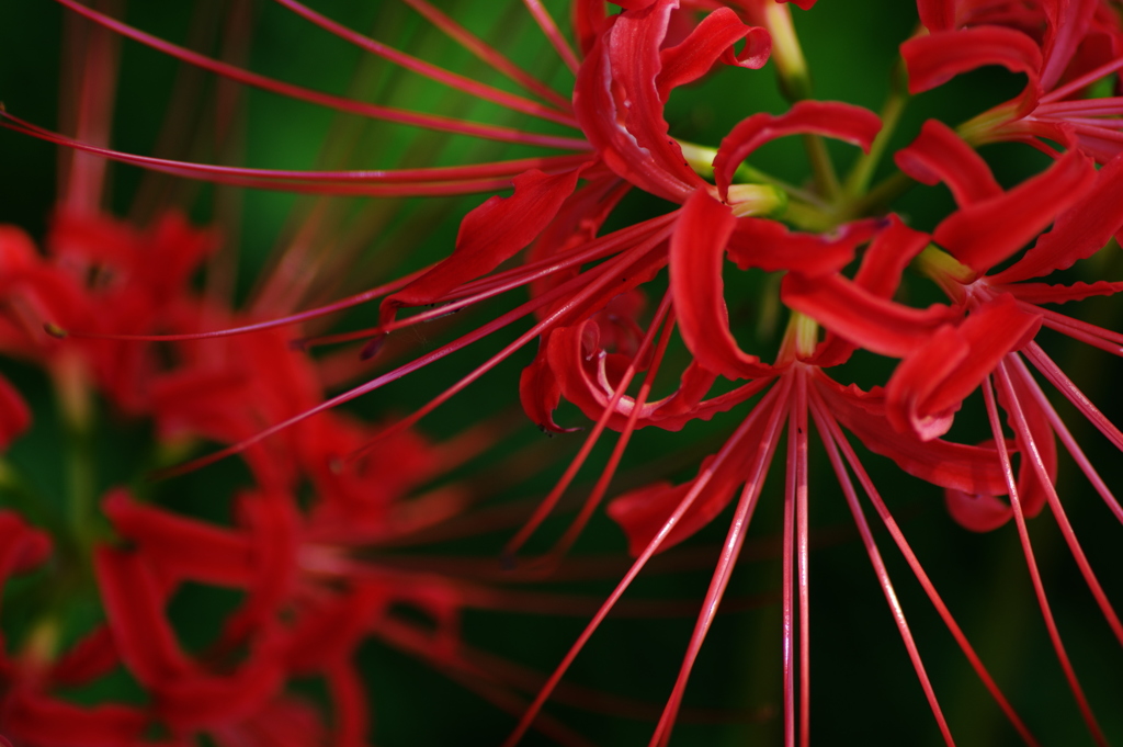 曼珠沙華