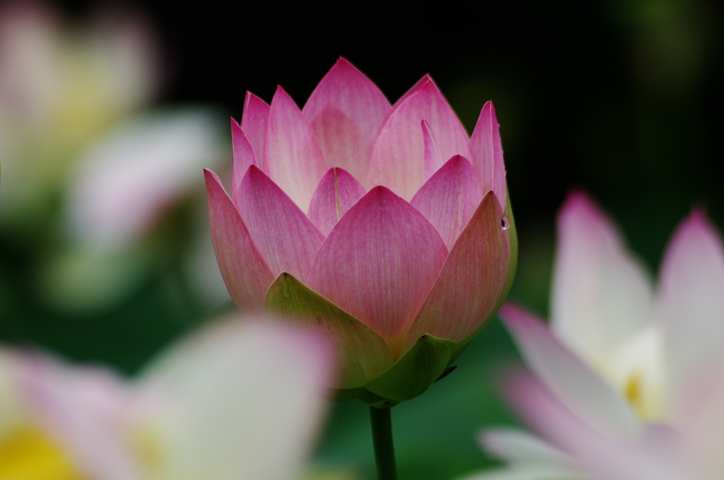 希望の花