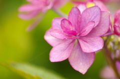 紫陽花