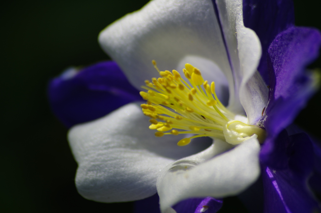 purity