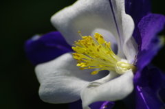 purity