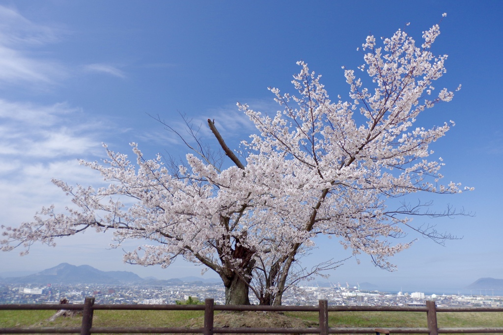 丸亀城の桜