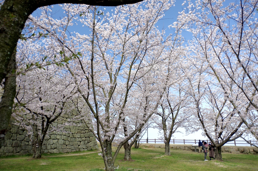 丸亀城の桜