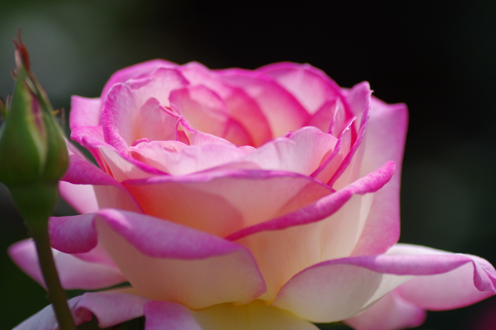 薔薇