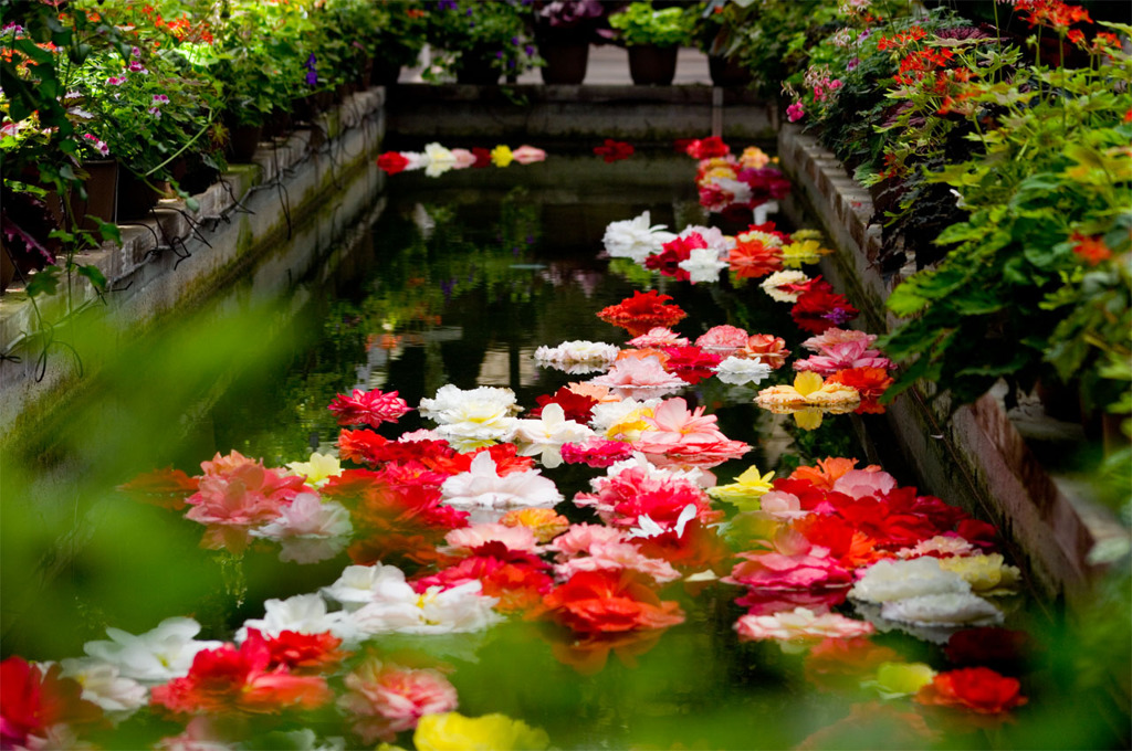 花の流れる水路