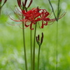 曼珠沙華