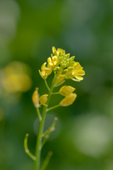 庭の花