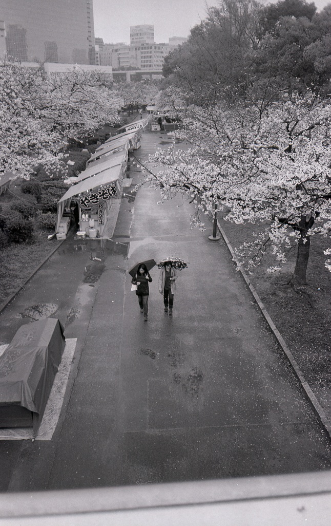 雨桜