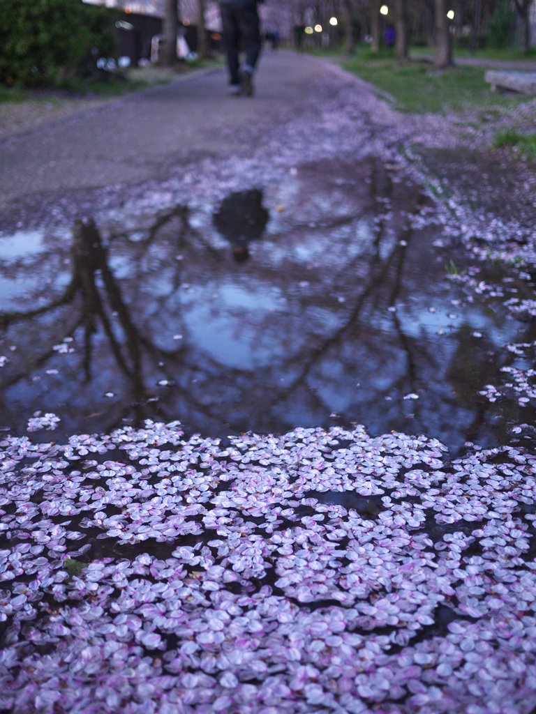 去桜