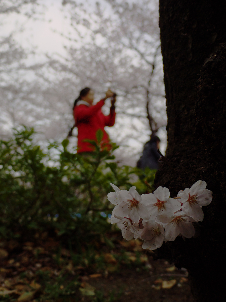 片隅桜