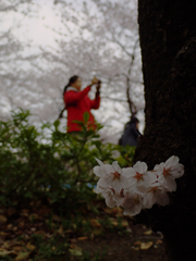 片隅桜