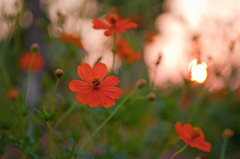 夕日に咲く花