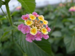 R0011518