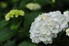 紫陽花の途