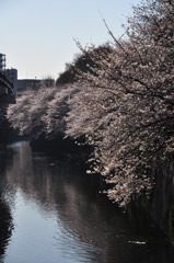 桜＠江戸川橋