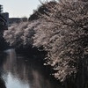 桜＠江戸川橋