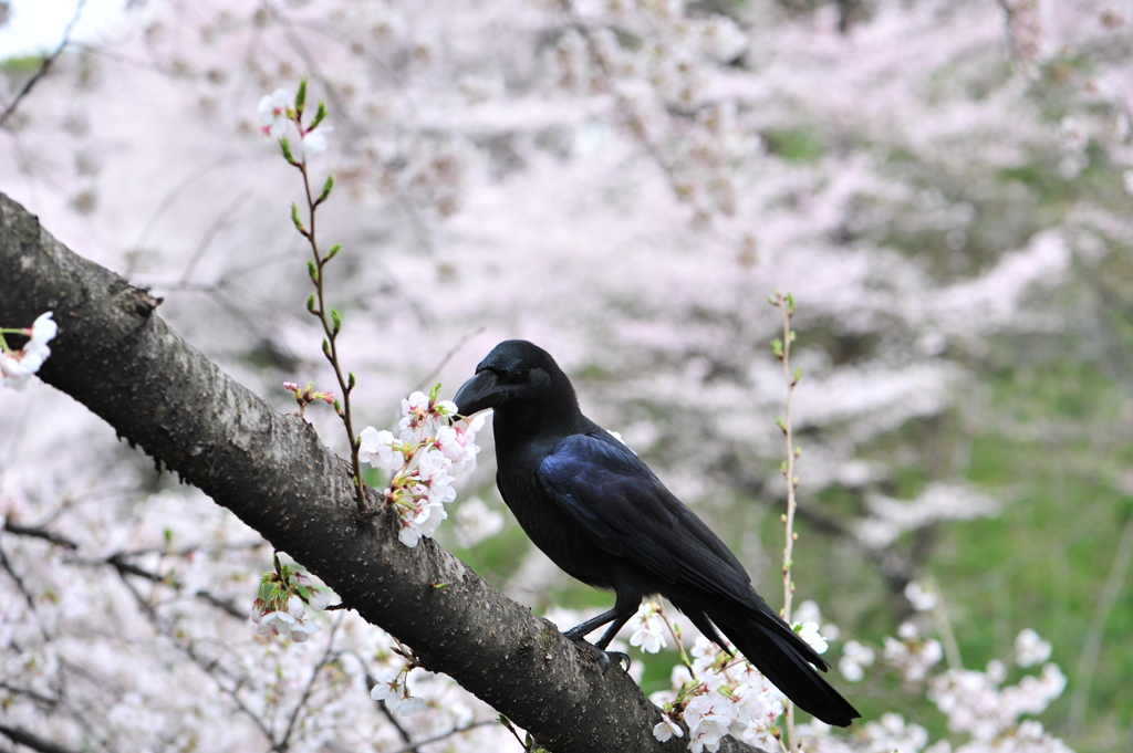 カラスも花見＠田安門外