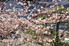 桜＠飯田橋