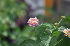 DSC_1273
