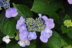 紫陽花