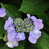 紫陽花