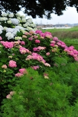 紫陽花の途