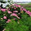 紫陽花の途