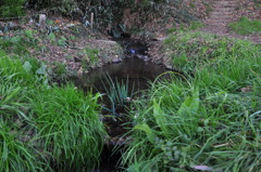 湧き水